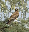 Indian spotted eagle.jpg