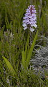 Dactylorhiza maculata Norway.jpg