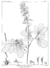 Corydalis marschalliana-Delessert.png