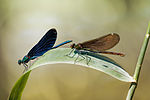 Beautiful Demoiselle Calopteryx virgo male female.jpg