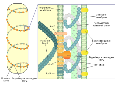 Схематическое изображение роли филаментов MreB цитоскелета бактерий в поддержании палочкоподобной формы клетки: к этим филаментам, расположенным по спирали, крепятся ферменты синтеза пептидогликана клеточной стенки, а именно муреинтранспептидаза PBP2. В образовании этого комплекса также принимают участие белки MreC, MreD, RodA и RodZ