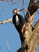 Syrian-Woodpecker-20051218m023.jpg