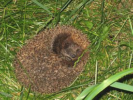 Coiled hedgehog.jpg