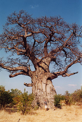 Baobob tree.jpg