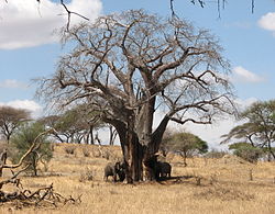 Elefanten fressen Baobab-Rinde.jpg