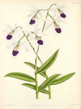 Barkeria uniflora.jpg
