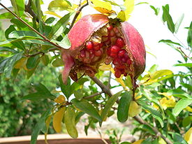 Pomegranate Narikala.jpg