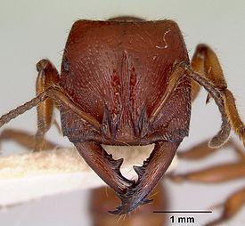 Amblyopone australis
