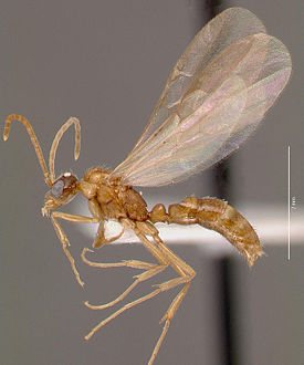 Leptogenys