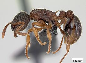 Myrmica lobicornis