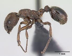 Myrmica scabrinodis