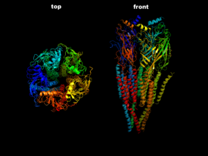 Nicotinic Acetylcholine receptor.png