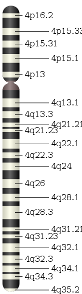 Chromosome 4.svg