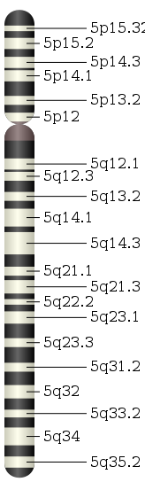 Chromosome 5.svg