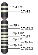 Chromosome 17.svg