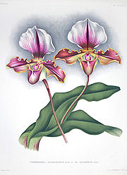 Cypripedium lathamianum00.jpg