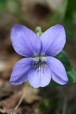 Viola riviniana-01.jpg