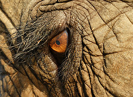 Elephas Maximus Eye Closeup cropped.jpg