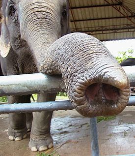 Asian elephant trunk.jpg