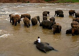 Sri Lanka Elephants 01.jpg