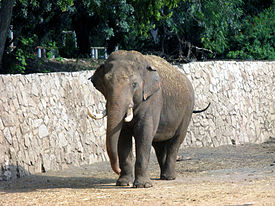 Elephas maximus at Ramat-Gan Safari.jpg