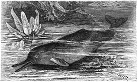Гангский дельфин
