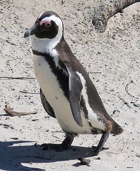 Очковый пингвин