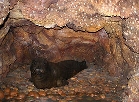 Тюлень-монах