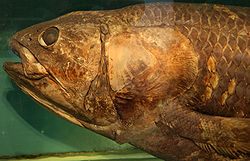 Coelacanth-PaleozoologicalMuseumOfChina-May23-08.jpg