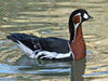 Red-breasted Goose RWD2.jpg