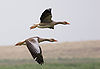 Graylag geese in flight 1700.jpg