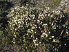 Cassiope tetragona upernavik 2007-07-11 1.jpg