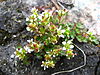 Saxifraga hyperborea upernavik 2007-08-01 1.jpg