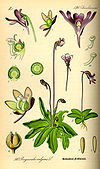 Illustration Pinguicula vulgaris0.jpg