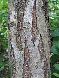 Quercus dentata3.jpg