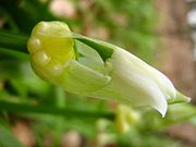 Allium paradoxum 26-04-2010 536.jpg