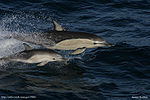 Delphinus delphis with calf.jpg