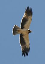 Booted eagle pale morph.jpg