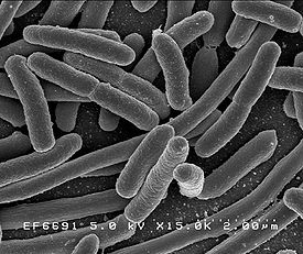 Протеобактерии