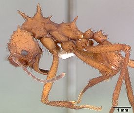Acromyrmex octospinosus