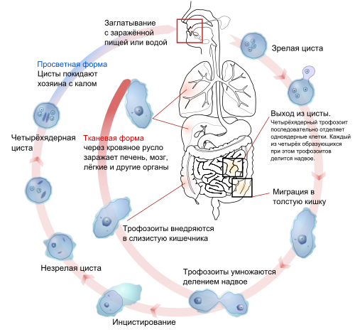 Жизненный цикл в теле человека