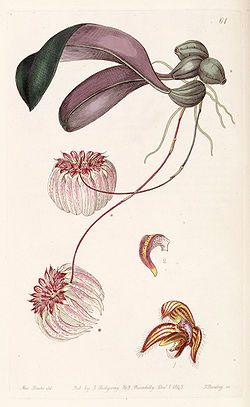 Bulbophyllum auratum - Edwards vol 29 pl 61.jpg
