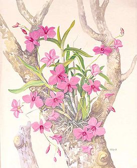 Cooktown Orchid.jpg
