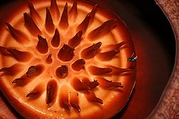 Rafflesia kerrii closeup of disc.jpg