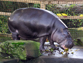 Карликовый бегемот в зоопарке Бристоля