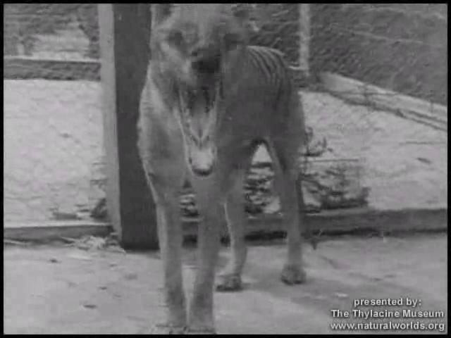 Thylacine footage compilation.ogv