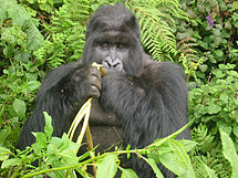 Gorilla Eating.jpg