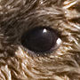 Kalan's eye.jpg