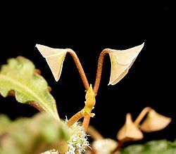 Euphorbia ambovombensis3 ies.jpg