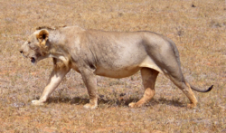 Maneless lion from Tsavo East National Park.png